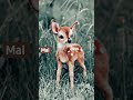 Ton Animal Selon Ton Mois De Naissance Ton Animal Selon Ton Mois De Naissance