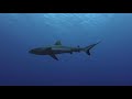 2018 Plongée Fakarava - Tetamanu - mur de requins