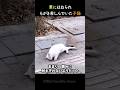 車に轢かれてもがき苦しんでいた子猫