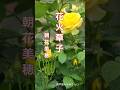 ♪︎花火草子#shorts#演歌#朝花美穂