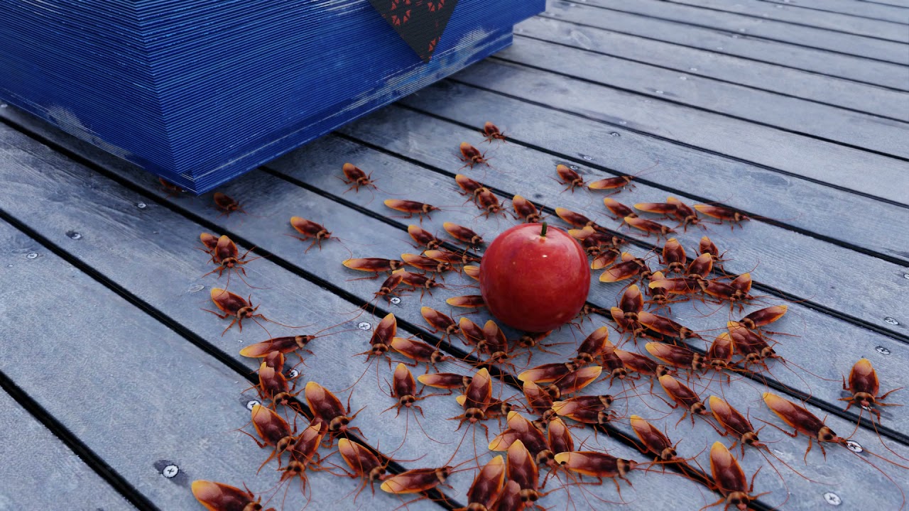 Cockroaches likes apples? YouTube
