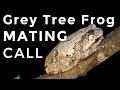 Grey Tree Frogs: How To Identify Their Mating Calls & Sounds!