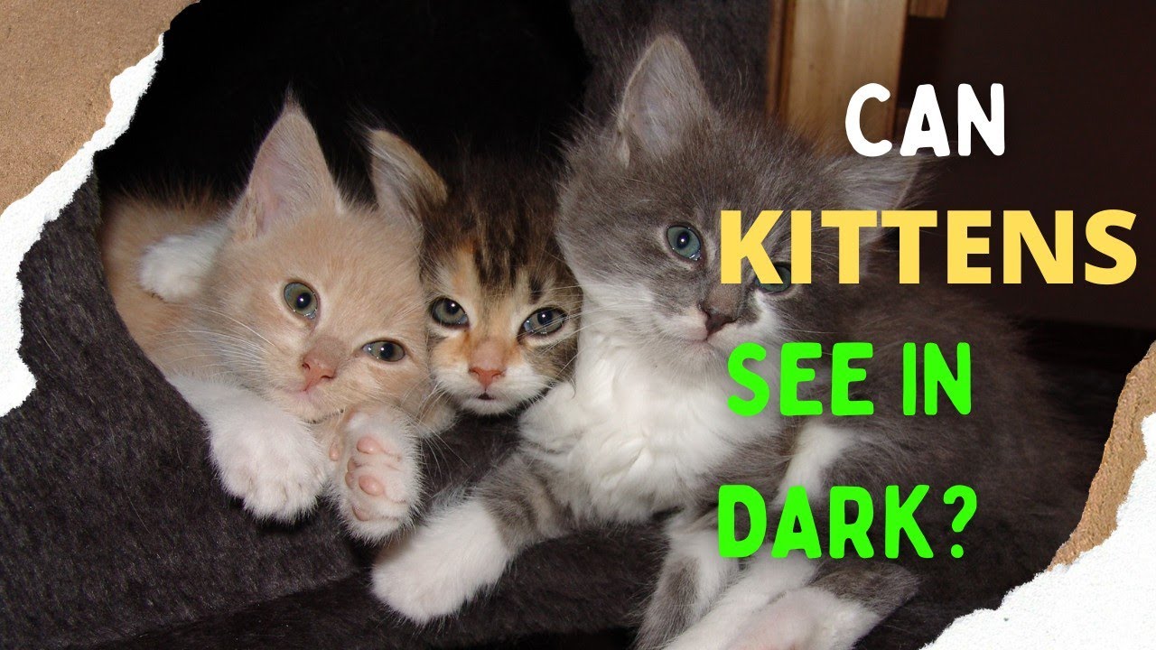 Can Kittens See In The Dark YouTube