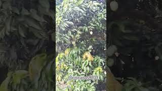 #music #song #domjur @rinitadas9203 #flowers #flower #mood # nature #mangotrees #mangotree
