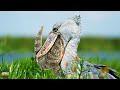 Shoebill stork the prehistoric master hunter of the wetlands