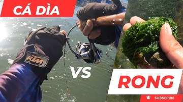 Câu Cá Biển Vũng Tàu | Câu Cá Dìa Bằng Cần ikada Rường + Rong ✅