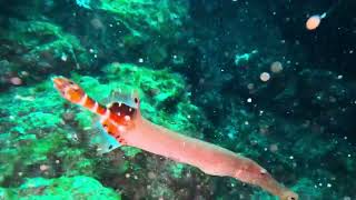 El Hierro 2024 Dive Day 11