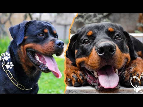番犬やペットのロットワイラーに関する5つの危険な迷信