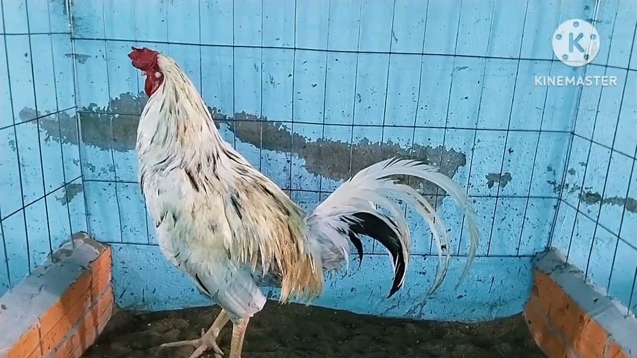 Tốp trống mái ngày 6 tháng 12 anh em cần LH 0358//460//497