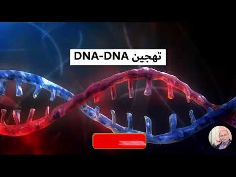 فيديو: ما هو الغرض من تهجين الحمض النووي؟