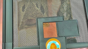 Làm Tank/Hồ Kính nuôi Bọ Cạp Sa Mạc đơn giản nhất cho Newbie nhưng vẫn Chất - Androctonus Australis