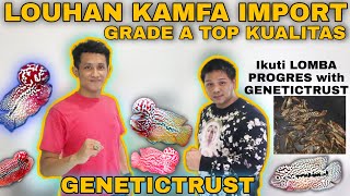 Preview Louhan Kamfa Import Grade SUPER Dan Lomba Progres Louhan With Genetictrust