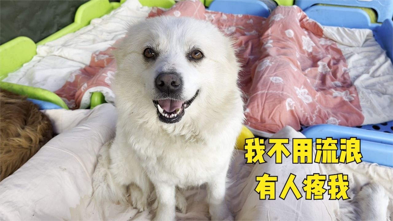 雨過天晴給小院全面消殺，給狗狗換上乾淨褥子，全面守護牠們健康