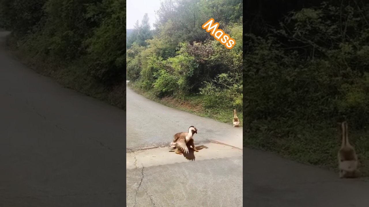 Goose mass with Dog😜
