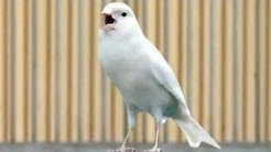 Burung Kenari Juara Nasional Ngerol Panjang|| F1 || YorkShire || AF || Lokal || Betina  - Durasi: 10:27. 