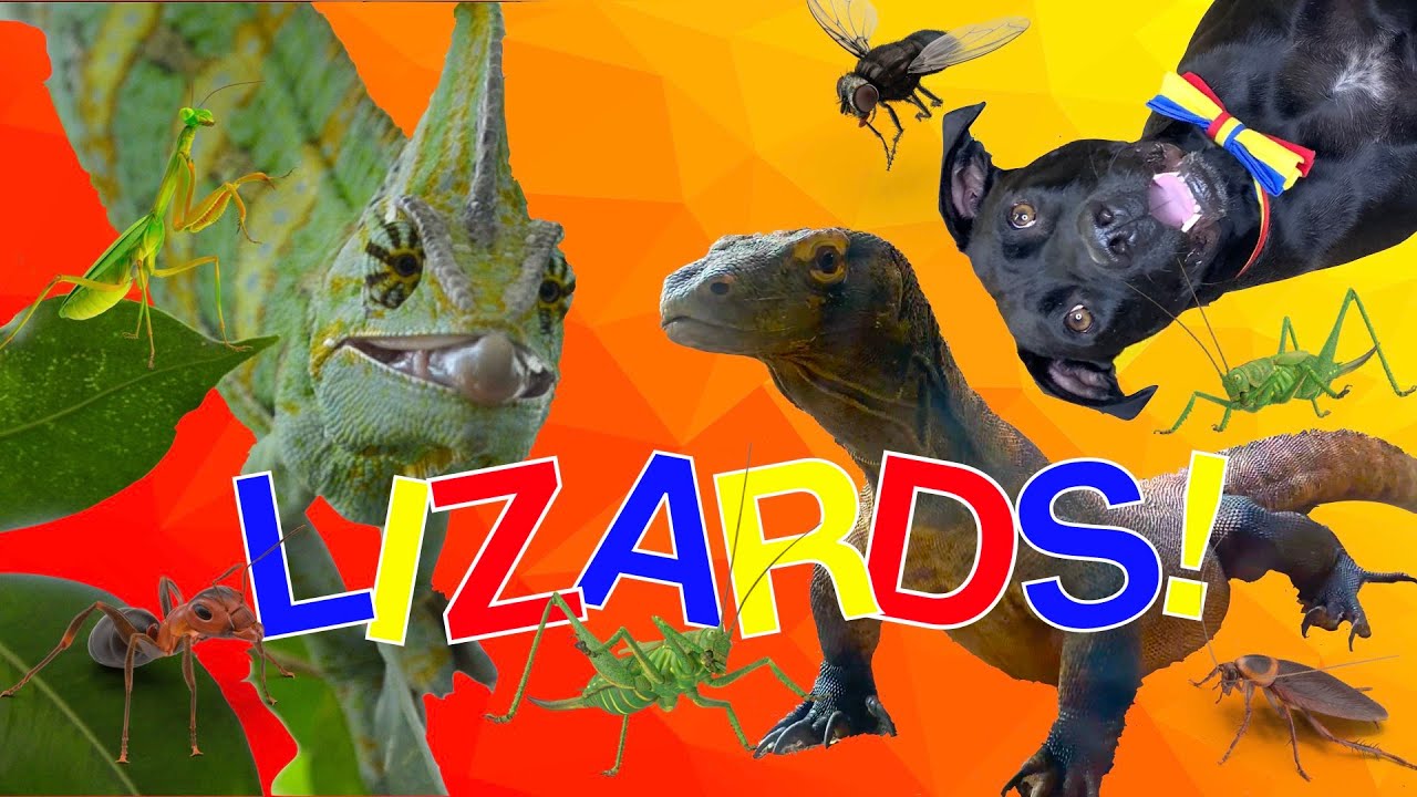 Lizard Pen  Lizards for Kids and More