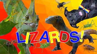 Lizards For Kids!  Learn All About Lizards With Diggy Dog!