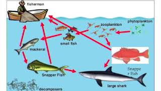 Phosphorus Cycle (APES p.3)