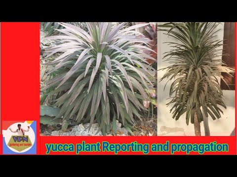 Video: Reproductie Van Yucca Thuis: Hoe Vermeerder Je Het Stap Voor Stap Door Zaden En Stekken? Hoe Een Kamer 