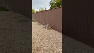 DOGS SEEN - LUBBOCK TEXAS