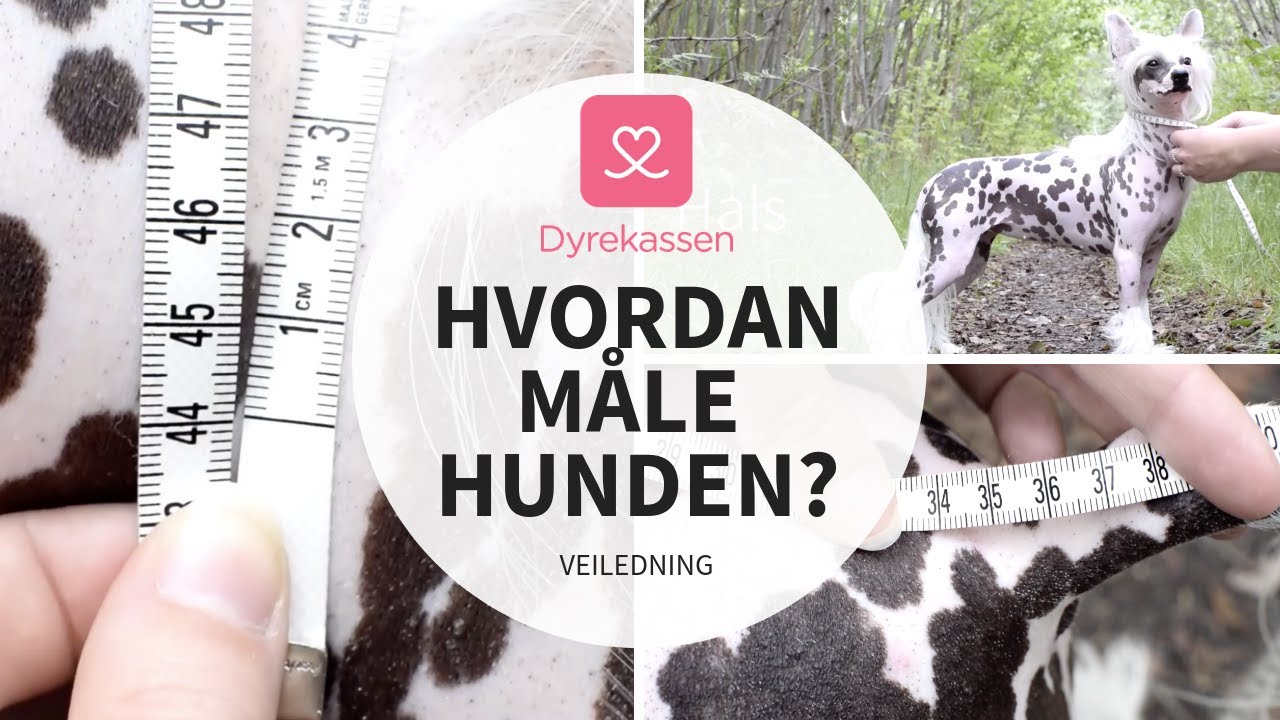 Hvordan måle hunden din riktig | Dyrekassen.no