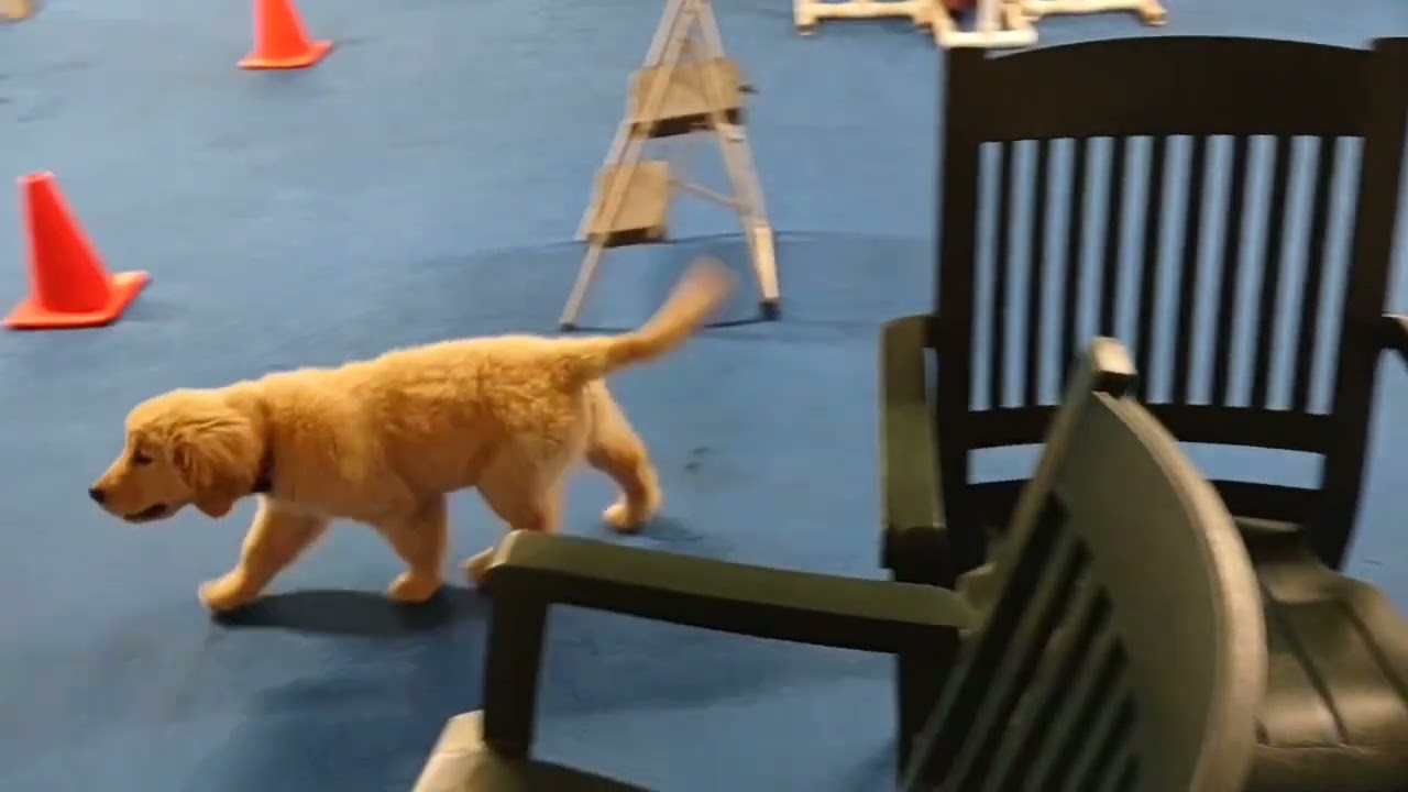 Storee does her first Nosework class 