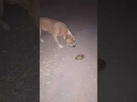 😮 Pitbull vs
