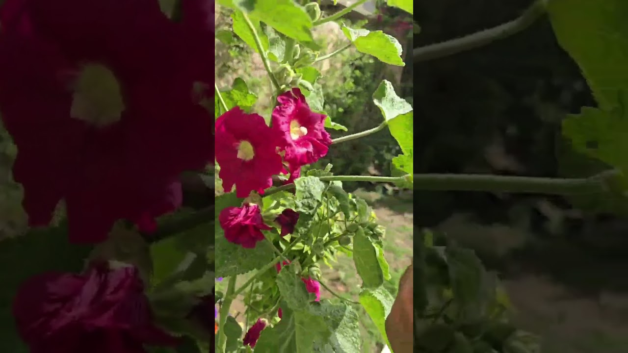 طريقة سقي الورود والنباتات في فصل الربيع 🥀حديقتي جنتي🥀