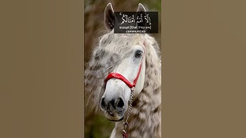 {وما من دابة في الأرض ولا طائر يطير بجناحيه إلا أمم أمثالكم}🤍|سورة الأنعام - الآية 38🌿