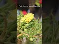 Evening Freshness | Yellow Moss Rose 🌸✨
