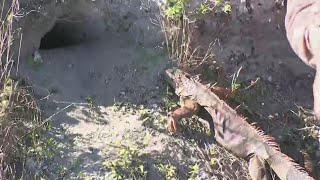 Cold-stunned iguanas dropping like flies as frigid temperatures remain across South Florida