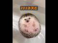 ハリネズミって人を刺すんじゃないの? #自然 #動物プロダクション #animals #動物 #癒し