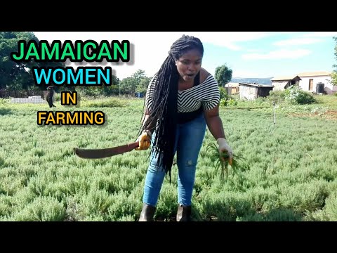 FEMALE FARMING IN THE COUNTRY IN ST.ELIZABETH JAMAICA | PARTNERSHIP WITH MY BROTHER IN FARMING