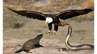 How Does This Tiny Mongoose Kill King Cobras? Eps2