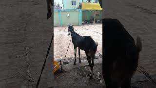 bazaar samiti bakra mandi patna #viral #views #viralshorts #like #comment #youtubeshorts