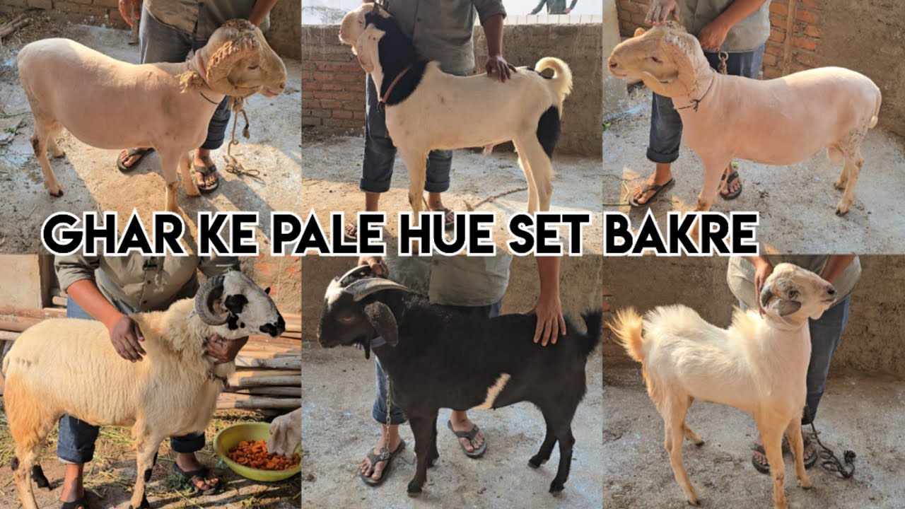 Ghar ke pale hue bakre available in Hyderabad | Heavyweight sheep's & goat's in Hyderabad Talabkatta