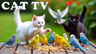 Download lagu 4K CAT TV FOR CAT To Watch & Play With Sassy Birds🦜 Fast Boredom Busting Videos For Home Alone Cats