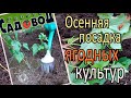 Осенняя посадка ягодных культур