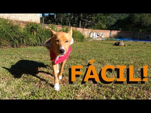 Vídeo: O que esperar - o primeiro dia de seu cachorro