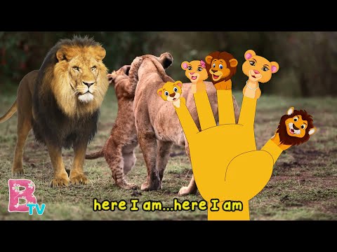 LION FINGER FAMILY Nursery Rhymes & Kids Songs