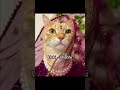 Sare Bolo 🥁💃🏻 #shorts #funny #memes #trending #cats || @stvryy_87 ||