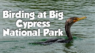 Birding at Big Cypress National ParkMonument Lake, Oasis Visitor Center, Kirby Storter....