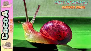 Meet the Animals | Garden Snails | The Slow and Slimy Garden Explorers🐌 🐌
