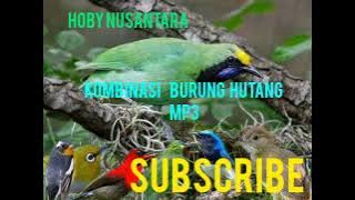 suara pikat burung cucak ijo kompilasi @hobynusantara5159  suara bersih  mantap