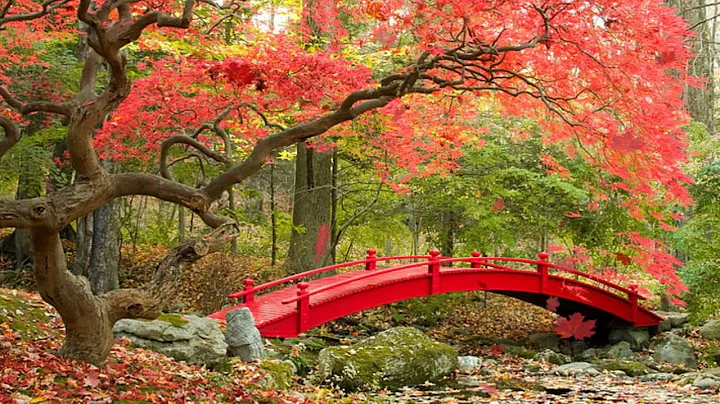 Maple  Leaves falling hd quality