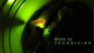 Living Lightbulbs: Bioluminescent Timelapse Glow Worm Artwork V11662