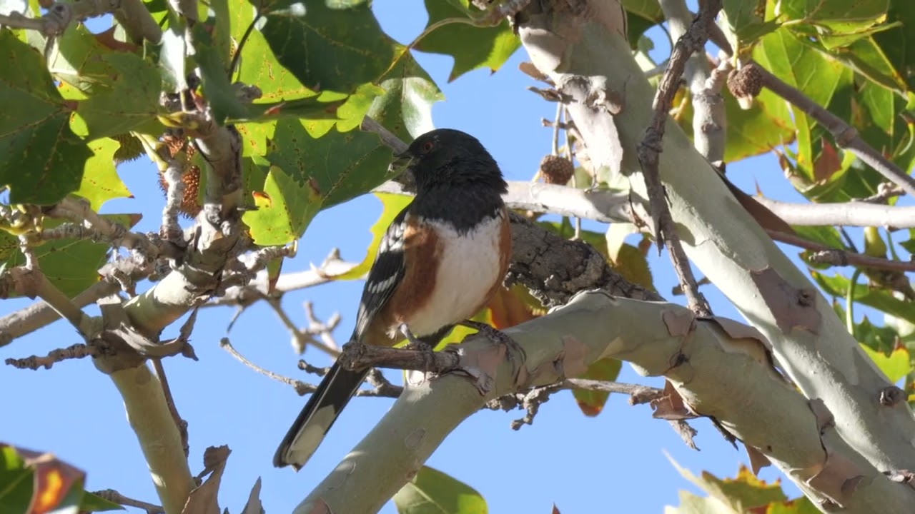 Spotted Towhee