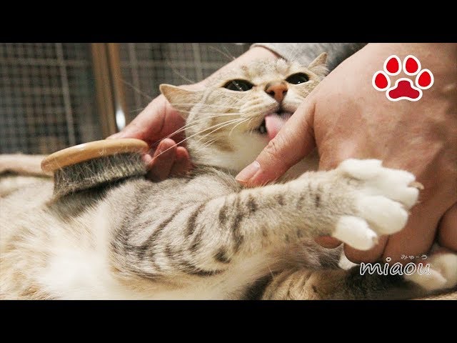 気持ちいいですか？ブラッシングが大好きな猫【瀬戸のしぴ日記】Feels good？ Chipie loves brushing