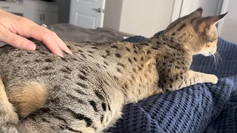 Watch the video about Big Savannah Cat Snoring And Cuddling With Me. Too Cute.