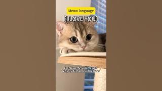Meow language: I love you 💕 #cat #catlover #catvideos #catshorts #catlovers #catvideo